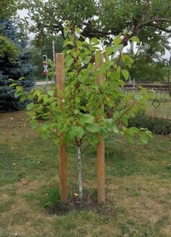 Aprikose 'Mino' -Angebote Blumen Takt Store aprikose mino m045557 1345048 0