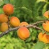 Aprikose 'Mombacher Frühaprikose' -Angebote Blumen Takt Store aprikose mombacher fruehaprikose m091337 h 0