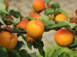 Aprikose 'Mombacher Frühaprikose' 11 Aprikose 'Mombacher Frühaprikose' -Angebote Blumen Takt Store aprikose mombacher fruehaprikose m091337 w 0