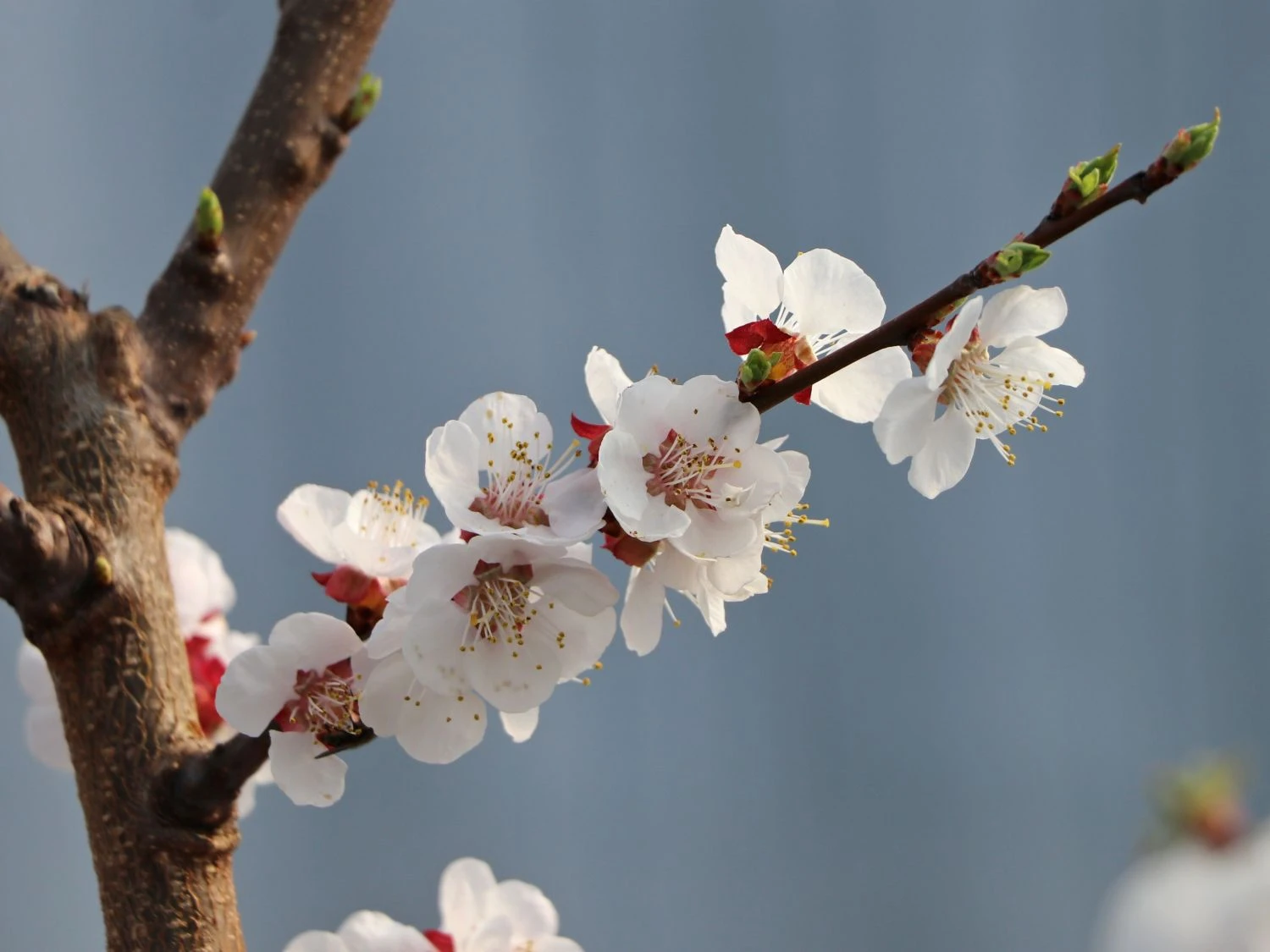 Aprikose 'Mombacher Frühaprikose' 5 Aprikose 'Mombacher Frühaprikose' – Bild 3