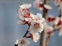 Aprikose 'Mombacher Frühaprikose' 10 Aprikose 'Mombacher Frühaprikose' -Angebote Blumen Takt Store aprikose mombacher fruehaprikose m091337 w 2