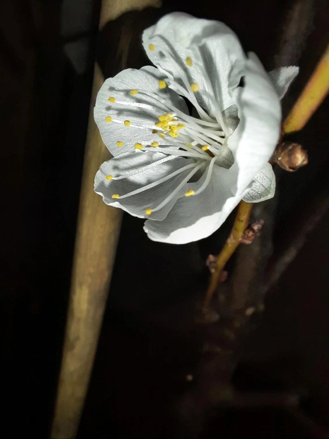 Aprikose 'Temporao De Villa Franca' 9 Aprikose 'Temporao De Villa Franca' – Bild 7