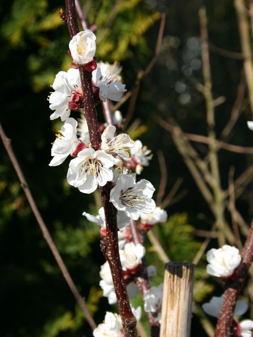 Aprikose 'Temporao De Villa Franca' 4 Aprikose 'Temporao De Villa Franca' – Bild 2