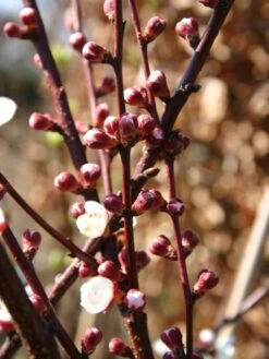 Aprikose 'Temporao De Villa Franca' 11 Aprikose 'Temporao De Villa Franca' -Angebote Blumen Takt Store aprikose temporao de villa franca m006718 w 1