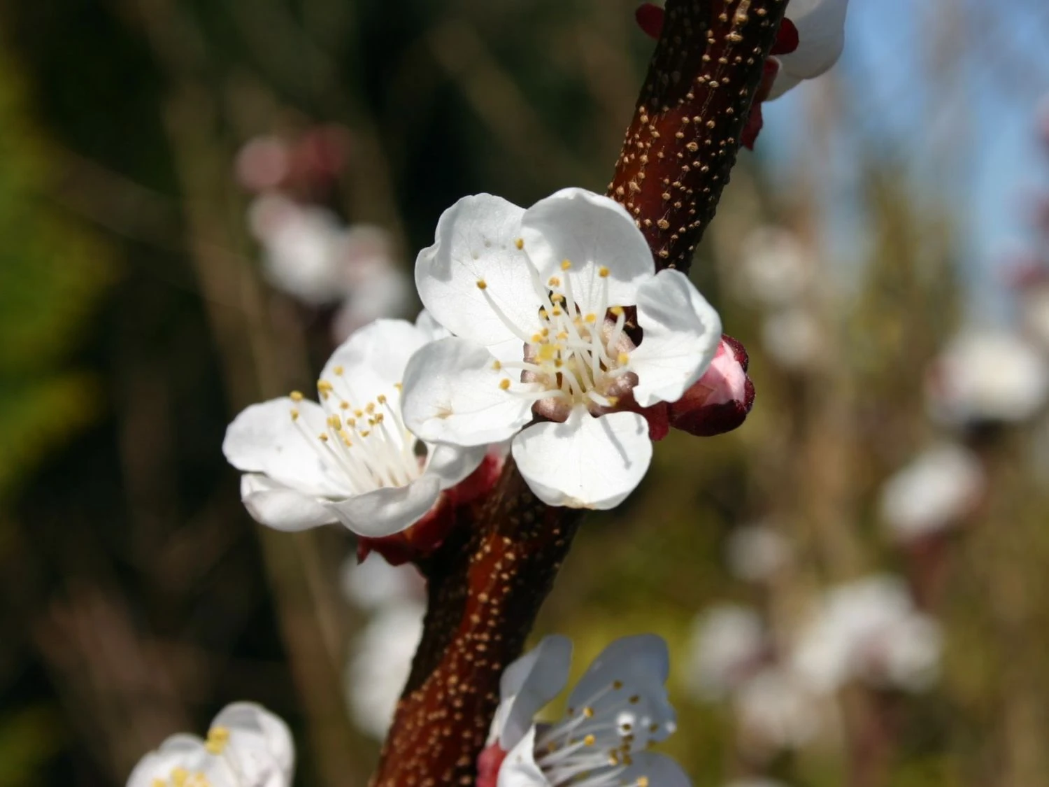 Aprikose 'Temporao De Villa Franca' 6 Aprikose 'Temporao De Villa Franca' – Bild 4