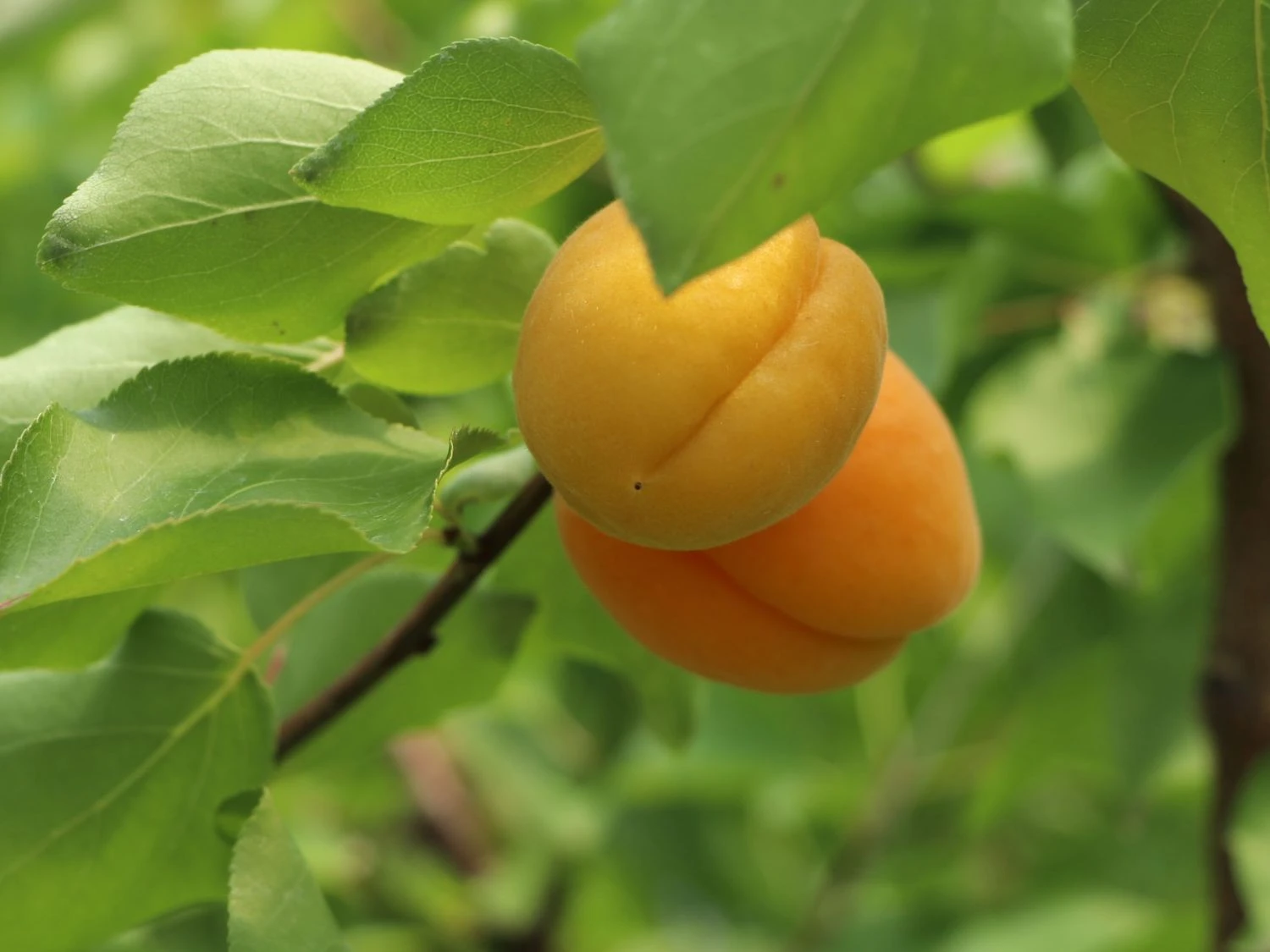 Aprikose 'Temporao De Villa Franca' 7 Aprikose 'Temporao De Villa Franca' – Bild 5