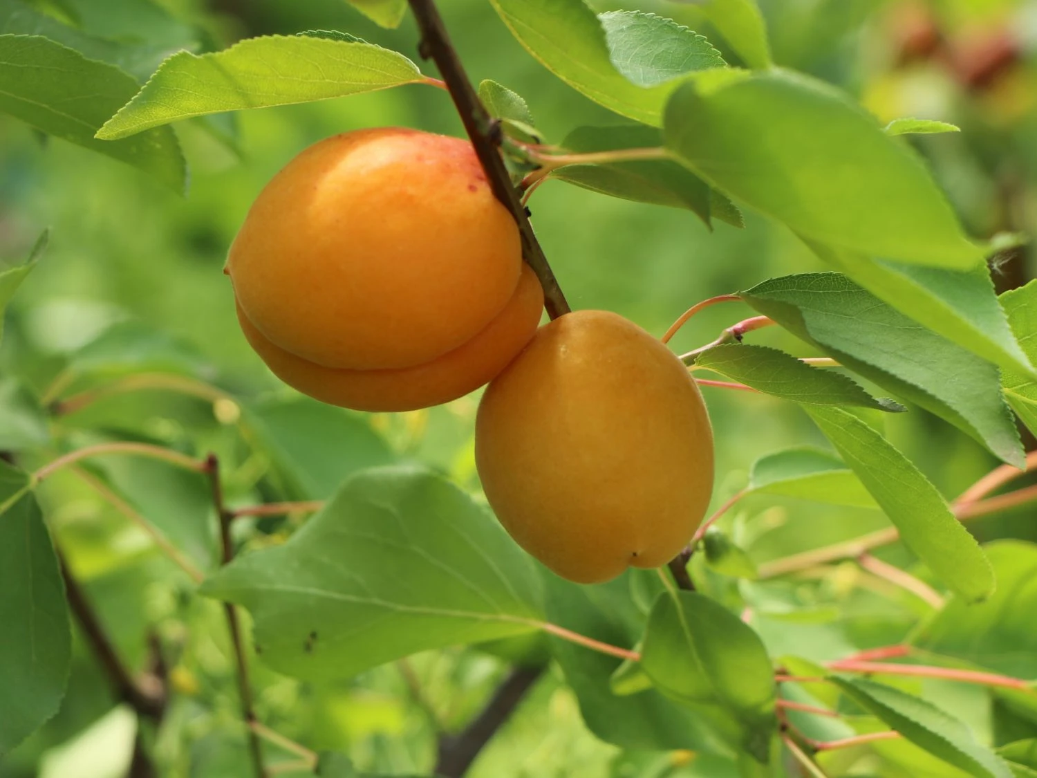 Aprikose 'Temporao De Villa Franca' 8 Aprikose 'Temporao De Villa Franca' – Bild 6