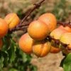 Aprikose 'Ungarische Beste' 1 Aprikose 'Ungarische Beste' -Angebote Blumen Takt Store aprikose ungarische beste m006714 h 0