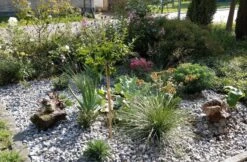 Atlas-Schwingel -Angebote Blumen Takt Store atlas schwingel m058530 389061 1