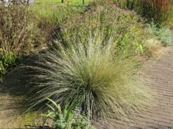 Atlas-Schwingel -Angebote Blumen Takt Store atlas schwingel m058530 w 0