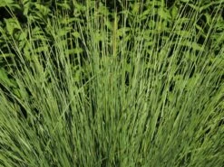 Atlas-Schwingel -Angebote Blumen Takt Store atlas schwingel m058530 w 2