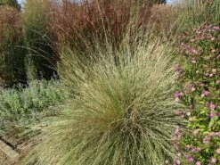 Atlas-Schwingel -Angebote Blumen Takt Store atlas schwingel m058530 w 3