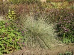 Atlas-Schwingel -Angebote Blumen Takt Store atlas schwingel m058530 w 4