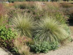 Atlas-Schwingel -Angebote Blumen Takt Store atlas schwingel m058530 w 5