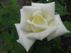 Edelrose 'Polarstern' ® -Angebote Blumen Takt Store b010184 Edelrose Polarstern 156952 0