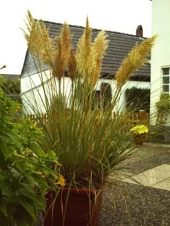 Amerikanisches Pampasgras / Silber-Pampasgras 41 Amerikanisches Pampasgras / Silber-Pampasgras -Angebote Blumen Takt Store b010297 Pampasgras weiss 60822 0