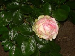 Edelrose 'Biedermeier Garden' -Angebote Blumen Takt Store b011003 Zwergrose Biedermeier 38065 0