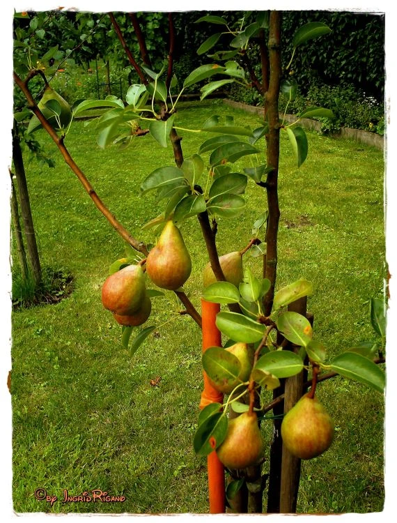 Sommerbirne 'Williams Christ' 7 Sommerbirne 'Williams Christ' – Bild 5