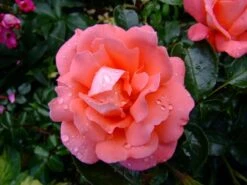 Edelrose 'Hamburger Deern' ® -Angebote Blumen Takt Store b012961 Edelrose Hamburger Deern 219390 0