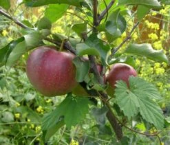 Herbstapfel 'Elstar' 21 Herbstapfel 'Elstar' -Angebote Blumen Takt Store b013329 Herbstapfel Elstar 225165 0