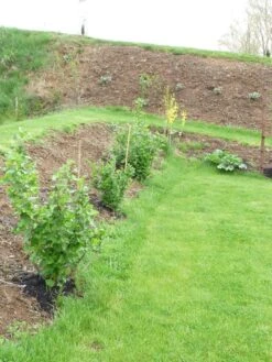 Jostabeere / Jochelbeere -Angebote Blumen Takt Store b013727 Jostabeere Jochelbeere 298292 0