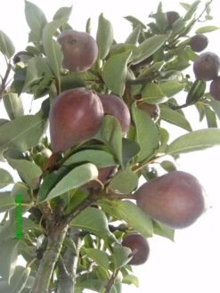 Sommerbirne 'Rote Williams Christ' -Angebote Blumen Takt Store b015029 Sommerbirne Rote Williams Christ 193676 0