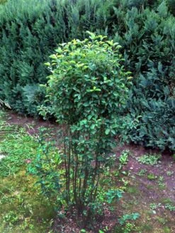 Säulen Felsenbirne 'Obelisk' -Angebote Blumen Takt Store b015274 Saeulen Felsenbirne Obelisk 193676 0