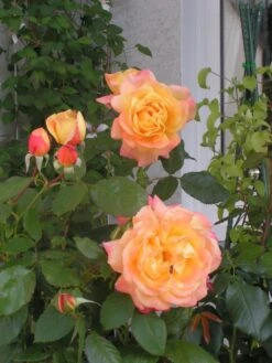 Edelrose 'Speelwark' ® 22 Edelrose 'Speelwark' ® -Angebote Blumen Takt Store b015504 Edelrose Speelwark 108595 0