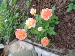 Edelrose 'Speelwark' ® 23 Edelrose 'Speelwark' ® -Angebote Blumen Takt Store b015504 Edelrose Speelwark 192332 0