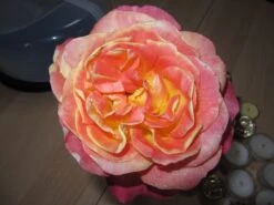 Edelrose 'Speelwark' ® 21 Edelrose 'Speelwark' ® -Angebote Blumen Takt Store b015504 Edelrose Speelwark 192332 1