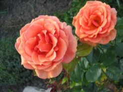 Edelrose 'Ashram' ® 37 Edelrose 'Ashram' ® -Angebote Blumen Takt Store b016195 Edelrose Ashram 66819 0