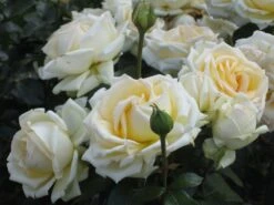 Edelrose 'Ambiente' ® -Angebote Blumen Takt Store b016513 Edelrose Ambiente 215890 0