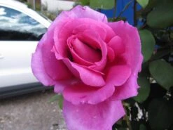 Edelrose 'Parole' ® -Angebote Blumen Takt Store b018068 Edelrose Parole 192332 0