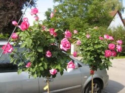 Edelrose 'Parole' ® -Angebote Blumen Takt Store b018068 Edelrose Parole 193676 0