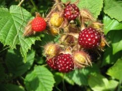 Japanische Weinbeere / Rotborstige Himbeere -Angebote Blumen Takt Store b021810 Japanische Weinbeere Rotborstige Himbeere 151575 0