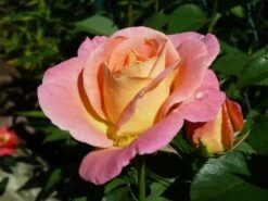 Edelrose 'Inspiration' ® -Angebote Blumen Takt Store b022294 Edelrose Inspiration ADR Rose 371016 0