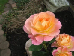 Edelrose 'Inspiration' ® -Angebote Blumen Takt Store b022294 Edelrose Inspiration ADR Rose 371016 1