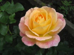 Edelrose 'Inspiration' ® -Angebote Blumen Takt Store b022294 Edelrose Inspiration ADR Rose 371016 2