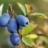 Honigbeere / Sibirische Blaubeere 'Blue Velvet'