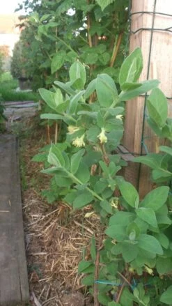 Honigbeere / Sibirische Blaubeere 'Blue Velvet' -Angebote Blumen Takt Store b024161 Honigbeere Maibeere Blue Velvet Sibirische Blaubeere 193676 0