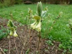 Honigbeere / Sibirische Blaubeere 'Blue Velvet' -Angebote Blumen Takt Store b024161 Honigbeere Maibeere Blue Velvet Sibirische Blaubeere 215890 0