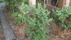 Honigbeere / Sibirische Blaubeere 'Blue Velvet' -Angebote Blumen Takt Store b024161 Honigbeere Maibeere Blue Velvet Sibirische Blaubeere 267897 0