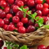 Cranberry / Großfruchtige Moosbeere 'Red Star' / 'Howes'