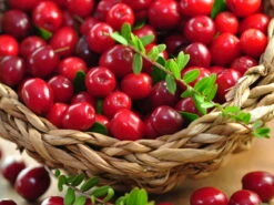 Cranberry / Großfruchtige Moosbeere 'Red Star' / 'Howes'