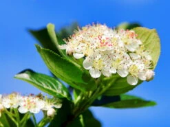 Apfelbeere 'Nero' 25 Apfelbeere 'Nero' -Angebote Blumen Takt Store b037381 Apfelbeere Nero 0