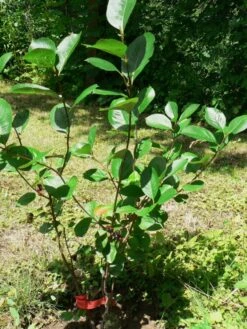 Apfelbeere 'Nero' 37 Apfelbeere 'Nero' -Angebote Blumen Takt Store b037381 Apfelbeere Nero 80860 0