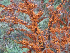 Sanddorn Weiblich 'Leikora' -Angebote Blumen Takt Store b037695 Sanddorn weiblich Leikora 122112 0