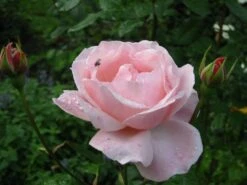 Edelrose 'Aachener Dom' ® -Angebote Blumen Takt Store b047022 Edelrose Aachener Dom 243826 0