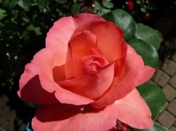 Edelrose 'Aachener Dom' ® -Angebote Blumen Takt Store b047022 Edelrose Aachener Dom 371016 0