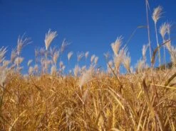 Riesen Chinaschilf 'Aksel Olsen' -Angebote Blumen Takt Store b067617 Riesen Chinaschilf 94677 0